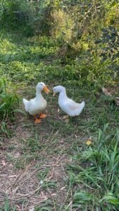 Home » Crisis Home » Crisis