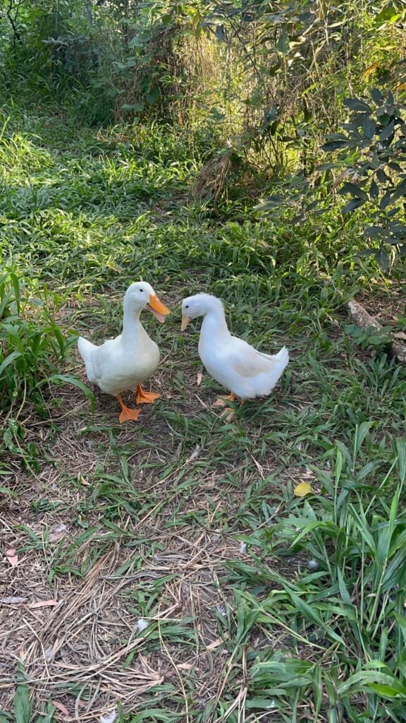 Time For Self: A 7-Week Nervous System and Emotional Reset » reset Time For Self: A 7-Week Nervous System and Emotional Reset » reset